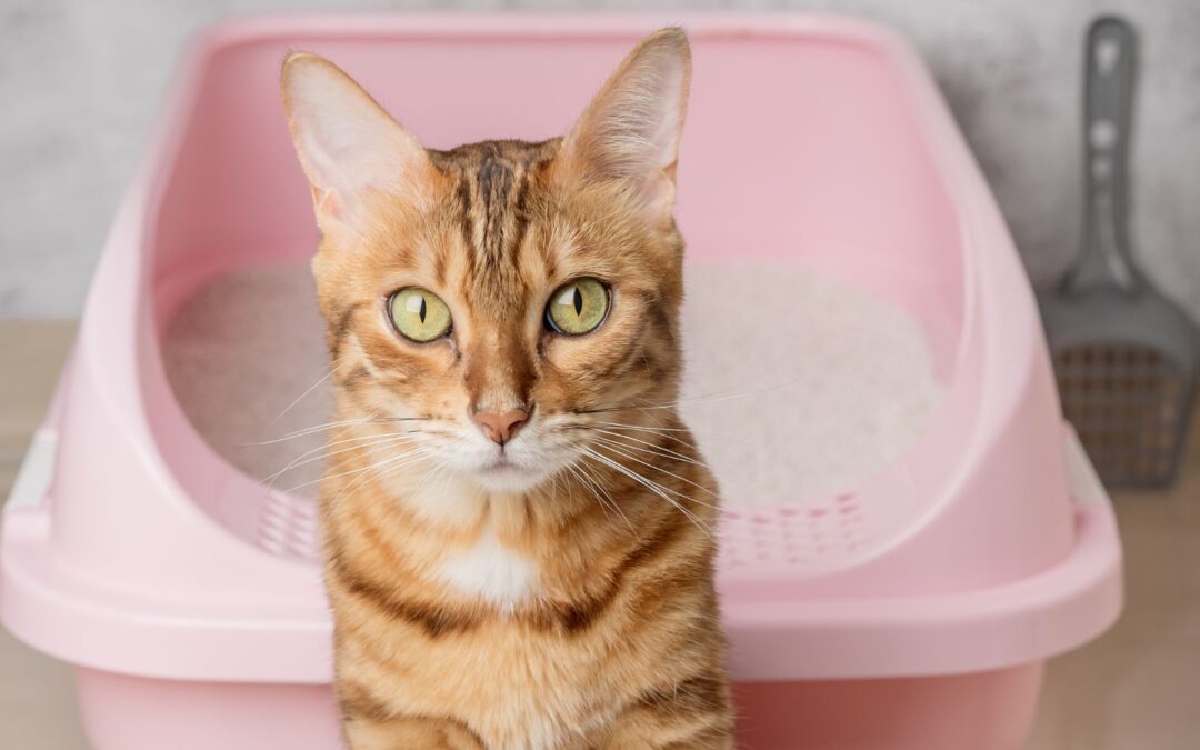 Jak skutecznie pozbyć się zapachu kociego moczu?