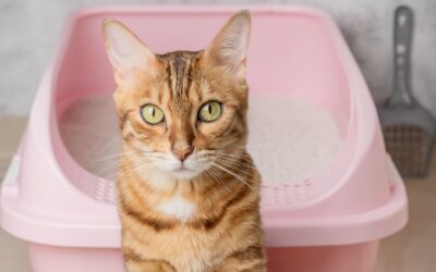 Jak skutecznie pozbyć się zapachu kociego moczu?