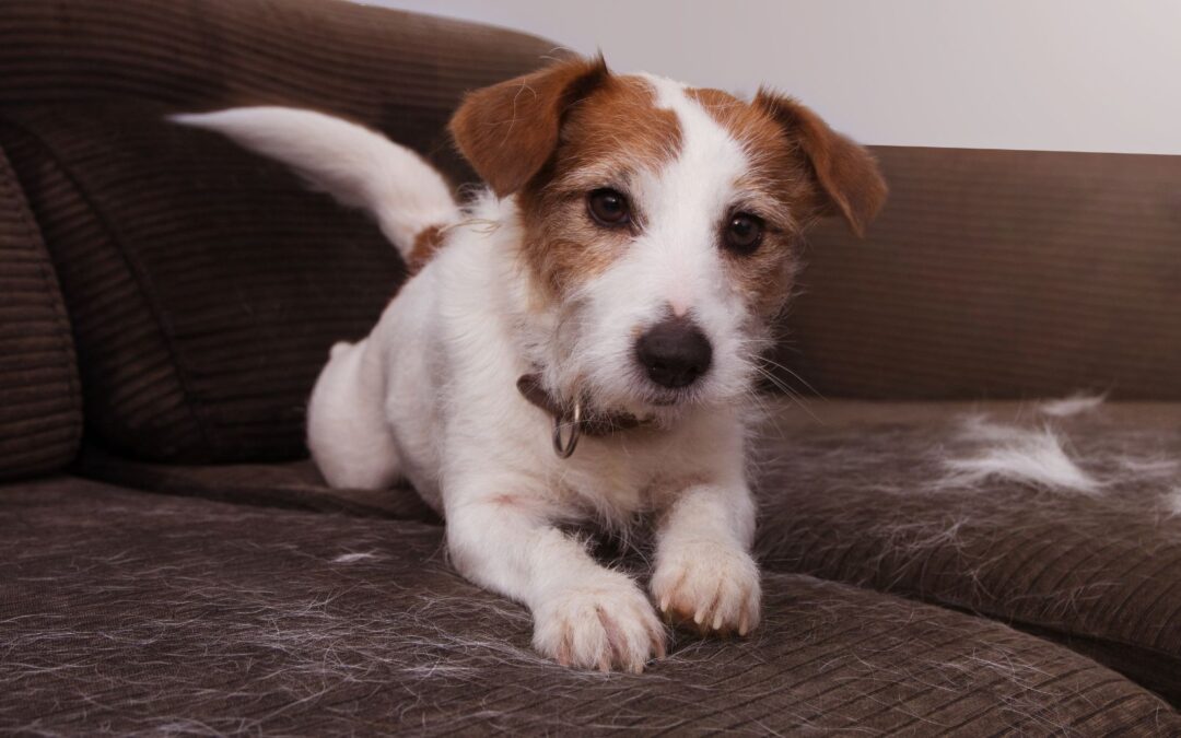 Jak usunąć sierść kota lub psa z kanapy?