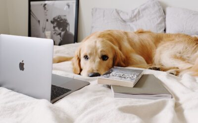 Materac a zwierzęta domowe – jak zabezpieczyć i czyścić łóżko, gdy śpi z Tobą pies lub kot